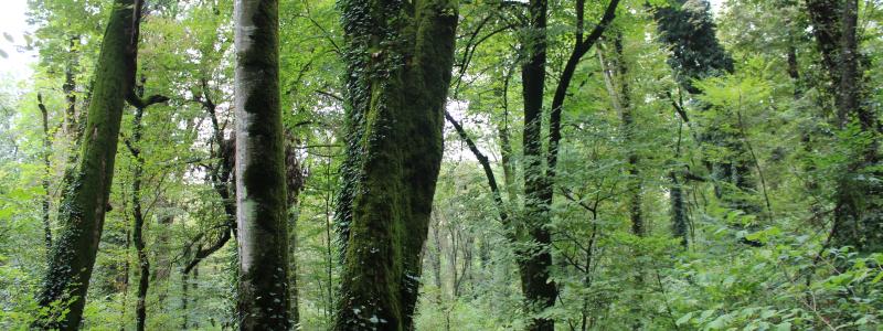 Over the coming years, GreenFirst plans to establish itself as a top-quartile lumber producer in North America.