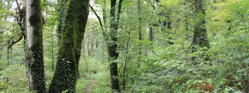 The updated Scope 1 and 2 target reflects a broader accounting of all greenhouse gases and does not change Metsä Board’s earlier ambition to phase out fossil energy in production by 2030.