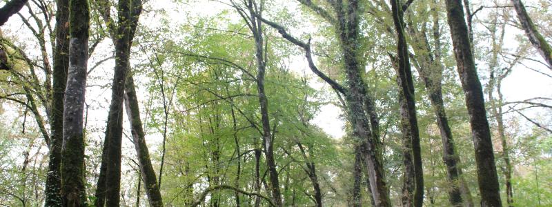 International Paper has restored 1 million acres of ecologically significant forestland.