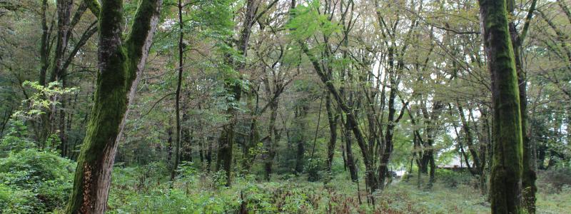 By extending the validity of Forest Stewardship Standards, this initiative aims to mitigate and prevent the risk of non-conformance with Forest Management requirements by certificate holders.