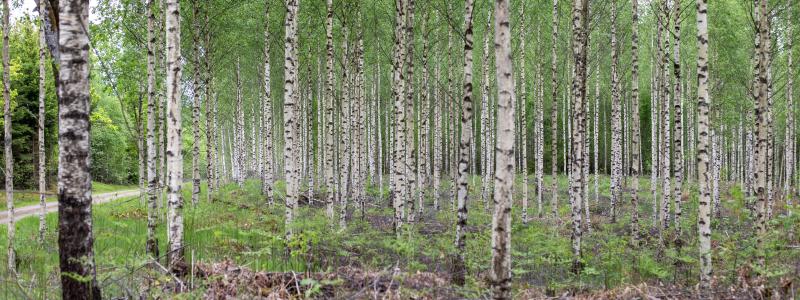 Photo: Johanna Nilsson/Södra