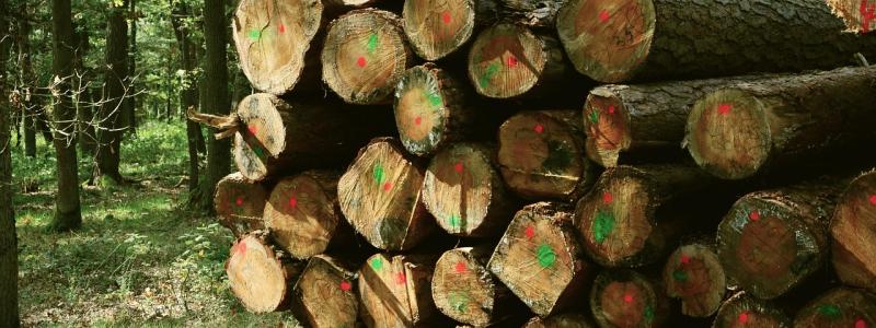 Marked logs in the forest. Symbolic image. Photo: Creative Commons License. Credit: congerdesign.