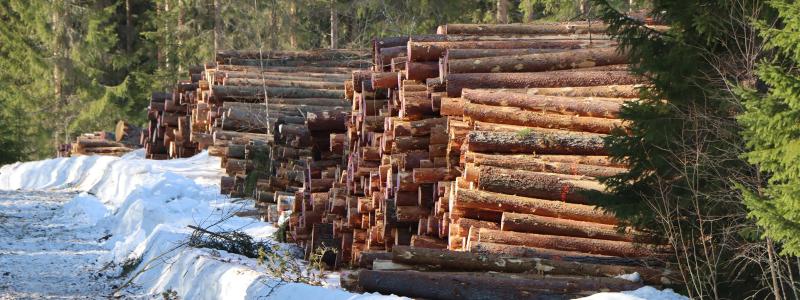 The issue of logging levels, therefore, goes beyond environmental policy. It also raises questions about where production will take place in the future. Photo: Metsäkeskus ( Forets central )