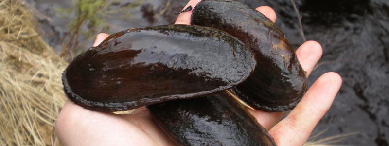 The freshwater pearl mussel (Margaritifera margaritifera) is an endangered species of freshwater mussel. Many of these were found dead in Hukkajoki. Photo: MrKimm/Wikimedia Commons