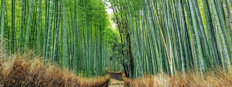 Bamboo forest in Japan. The geographic distribution of bamboo plants is limited to specific regions, primarily Asia, Africa, and South America, due to the favorable climatic conditions required for its growth. Photo: Naokijp/Wikimeida Commons