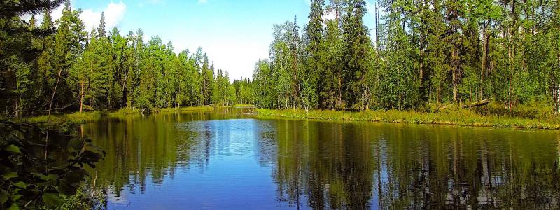 Caption: Symbolic image of a lakeside forest. Photo: Creative Commons Lic. (Pixabay) Credit: mobinovyc