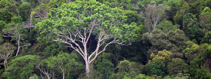 The tropical timber and pulp sector is falling vastly short of its traceability and zero deforestation reporting, new research from international conservation charity ZSL reveals. Photo: David Johnston/ZSL