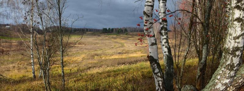 russian_birch_
photo Seleks Club