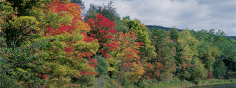 Photo: Collins Timber