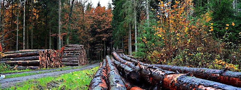 Forest care. Symbolfoto: Creative Commons Lic. Pixabay, kredit: neelam279