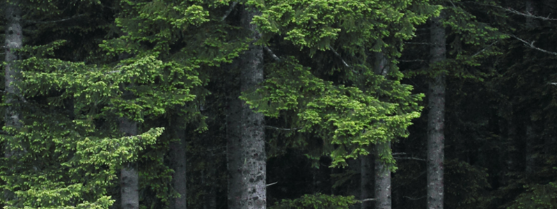 Photo: Weyerhaeuser