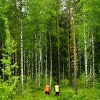 Metsä Group’s decision to create its own certification group centralises procedures within the company but raises questions about market balance, competition and the bargaining power of forest owners. Photo: Metsä Group