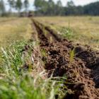 Newly planted loblolly pine seedlings. Photo: PRNewsfoto/American Forest Foundation