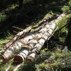 “This stage of development allows us to move forward with confidence and shows that birch wood – one of Latvia’s valuable natural resources – can serve as the basis for high-quality cosmetic raw materials", says Māris Būmanis, Member of the Executive Board of Latvijas Finieris.