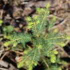 Forest owners are encouraged to propose sites for conservation whose permanent protection would benefit forest species by safeguarding their habitats. The conservation decision is influenced by the site’s ecological characteristics, such as species diversity, an environment distinct from typical commercial forests, old-growth trees, or abundant and diverse deadwood.