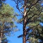 The main outcome of the partnership project is a proof of concept demonstrating advanced integration of the Species Threat Abatement and Restoration (STAR) biodiversity metric with the Heureka forest planning system, developed by the Swedish University of Agricultural Sciences and currently used by Stora Enso for its forestry business decisions.