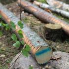 According to the Swedish news outlet Dagens Industri, SCA, one of Sweden’s largest forest companies, is among the suppliers affected by Nestlé’s decision.