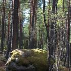 The Swedish FSC standard includes, among other things, detailed requirements on how many trees must be retained after harvesting, how broadleaved trees are to be safeguarded, and how non-native tree species such as lodgepole pine (contorta) may be used.