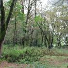 By extending the validity of Forest Stewardship Standards, this initiative aims to mitigate and prevent the risk of non-conformance with Forest Management requirements by certificate holders.