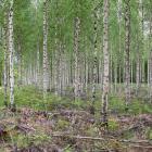 Photo: Johanna Nilsson/Södra