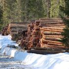 The issue of logging levels, therefore, goes beyond environmental policy. It also raises questions about where production will take place in the future. Photo: Metsäkeskus ( Forets central )