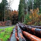 Forest care. Symbolfoto: Creative Commons Lic. Pixabay, kredit: neelam279