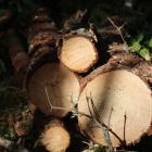 Metsä Forest provides and develops services for the members of Metsä Group’s parent company, Metsäliitto Cooperative. The cooperative consists of more than 90,000 forest owners, who own about half of Finland’s privately owned forests.