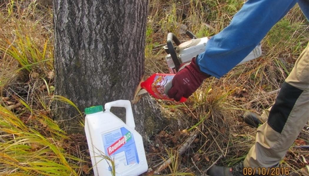Forest management remains dependent on controversial pesticides. Photo: Metsälehti (The Forest Magazine)