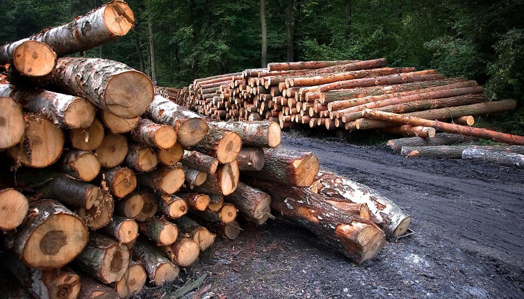 The industry addresses global environmental challenges by producing goods from sustainable, recyclable wood from Finnish forests, thereby mitigating climate change and supporting sustainable consumption. Foto: Creative Commons Lic. (Pixabay) Credit: JerzyGorecki