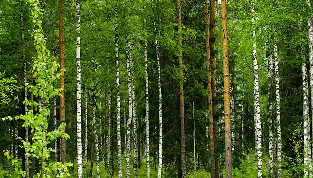 Metsä Group to Leave Regional PEFC System and Create Its Own – PULPAPERnews.com