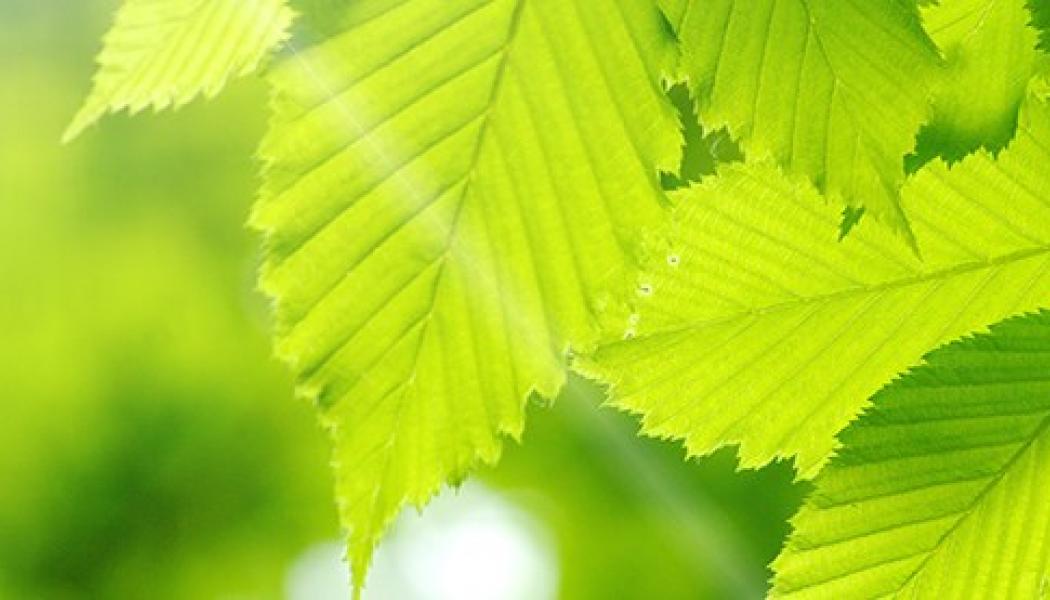 Photo: Valmet