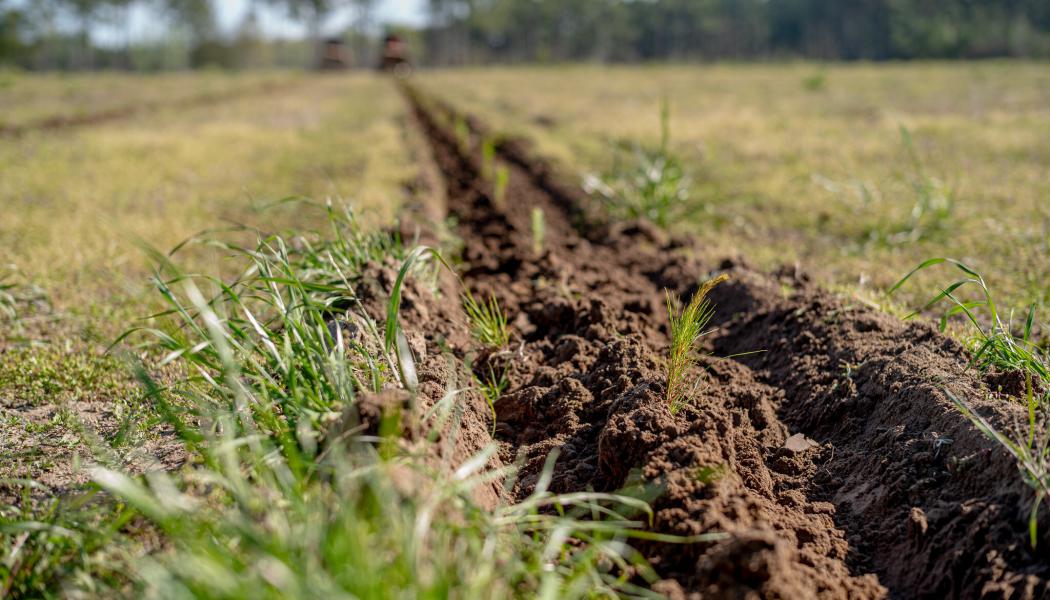 Newly planted loblolly pine seedlings. Photo: PRNewsfoto/American Forest Foundation
