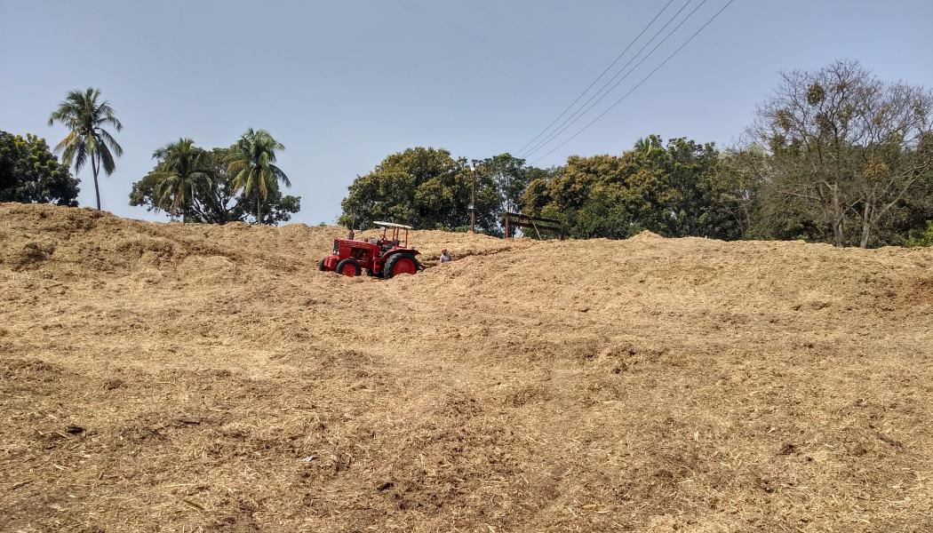 Sugarcane bagasse. Photo: Salim_Khandoker/Wikimedia Commons