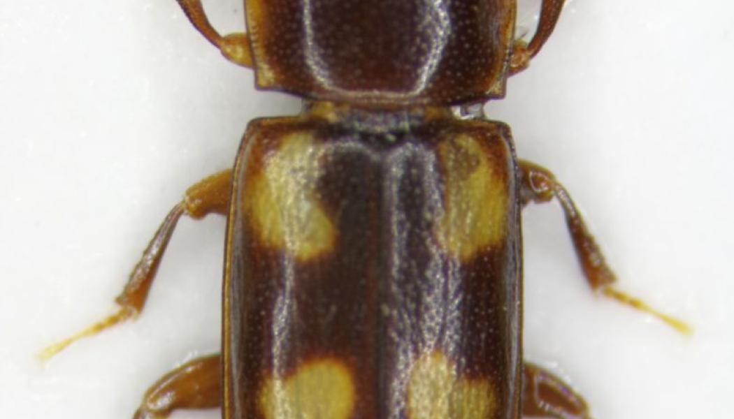 Photo: Roger Mugerwa Pettersson
