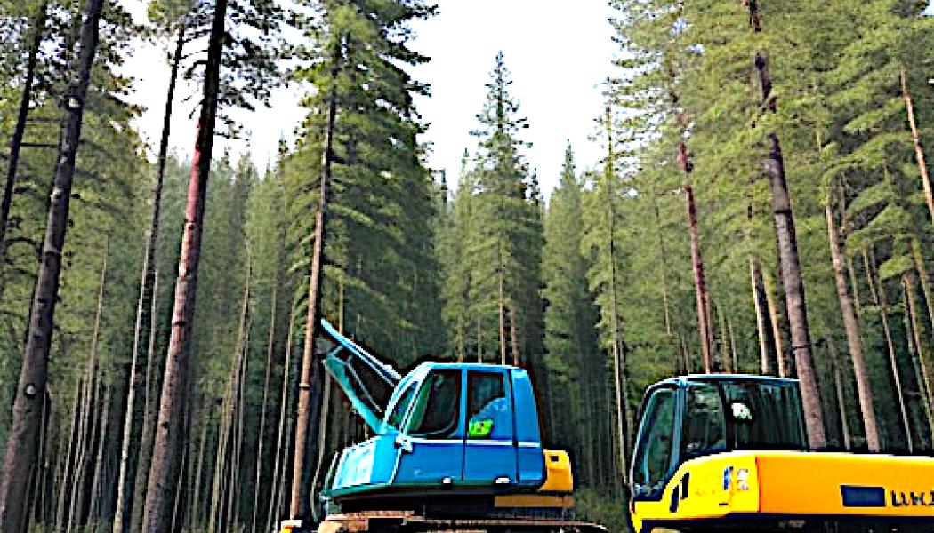 Artist's view of modern forestry. Archive image