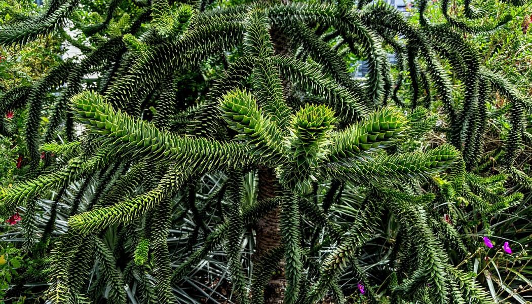 A monkey puzzle tree at Salesforce Park, San Francisco. Photo: Dicklyon/Wikimedia Commons