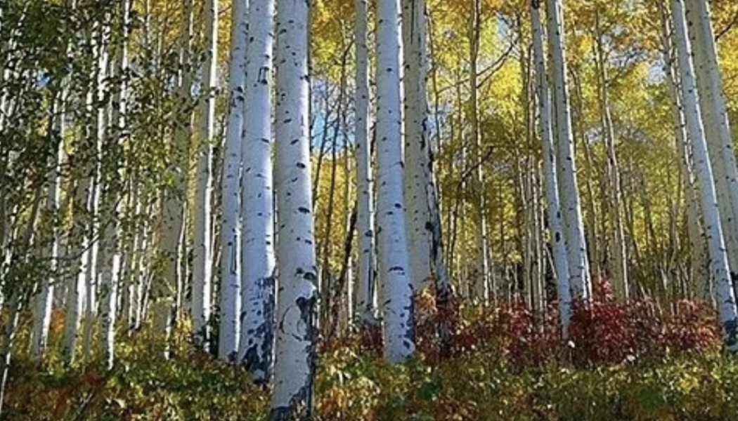 Godfrey Forest Products is to open new particle board plant. Photo by Godfrey