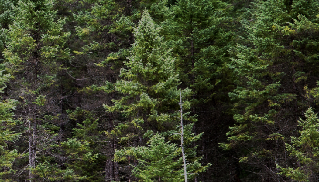 GreenFirst sells interest in private forest land in Ontario