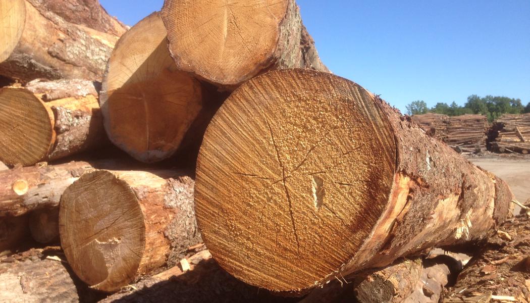 GreenFirst Forest Products is a forest-first business, focused on sustainable forest management and lumber production.