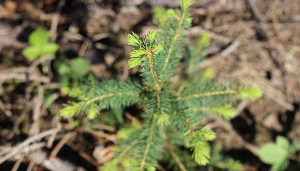 Forest owners are encouraged to propose sites for conservation whose permanent protection would benefit forest species by safeguarding their habitats. The conservation decision is influenced by the site’s ecological characteristics, such as species diversity, an environment distinct from typical commercial forests, old-growth trees, or abundant and diverse deadwood.