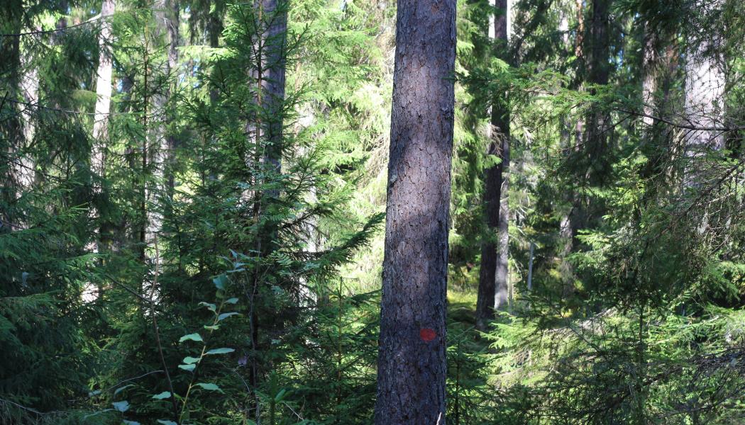 According to indicators, biodiversity in forests has developed both positively and negatively over the past decades.