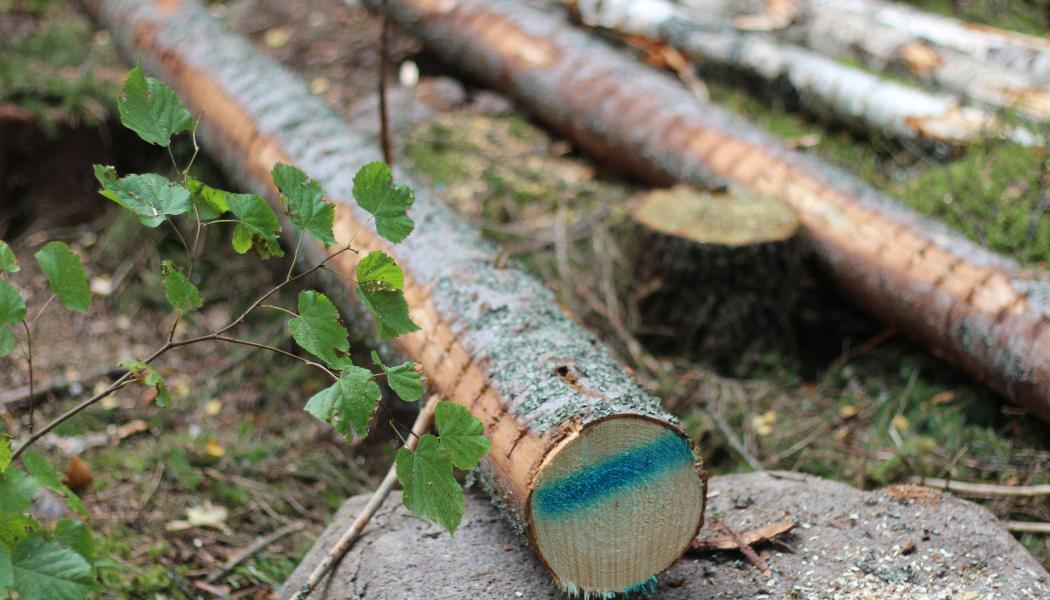 According to the Swedish news outlet Dagens Industri, SCA, one of Sweden’s largest forest companies, is among the suppliers affected by Nestlé’s decision.