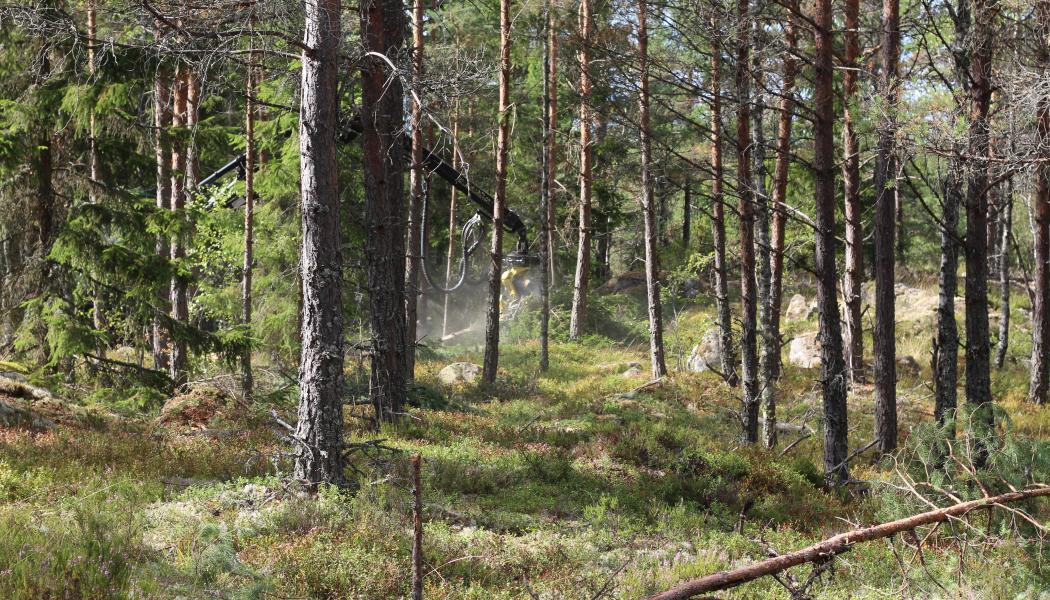 The compensatory measure to be introduced complements the package of measures aimed at strengthening the state of nature.