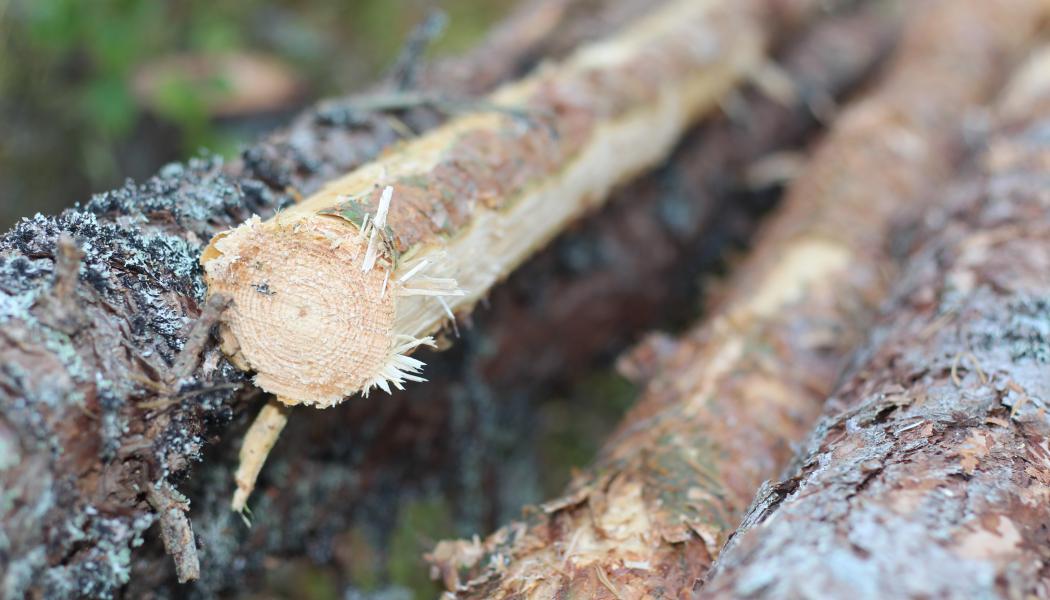 Companies will have one more year to adapt to new EU rules to prevent deforestation, which will ban the sale of products sourced from deforested land in the EU.