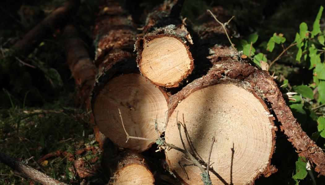 Beyond utilizing the power of forests, efforts will be made to enhance forest resources by promoting the distribution of elite tree seedlings in the Tohoku region, further contributing to decarbonization, local production for local consumption, and the sustainable circulation of domestic forest resources.