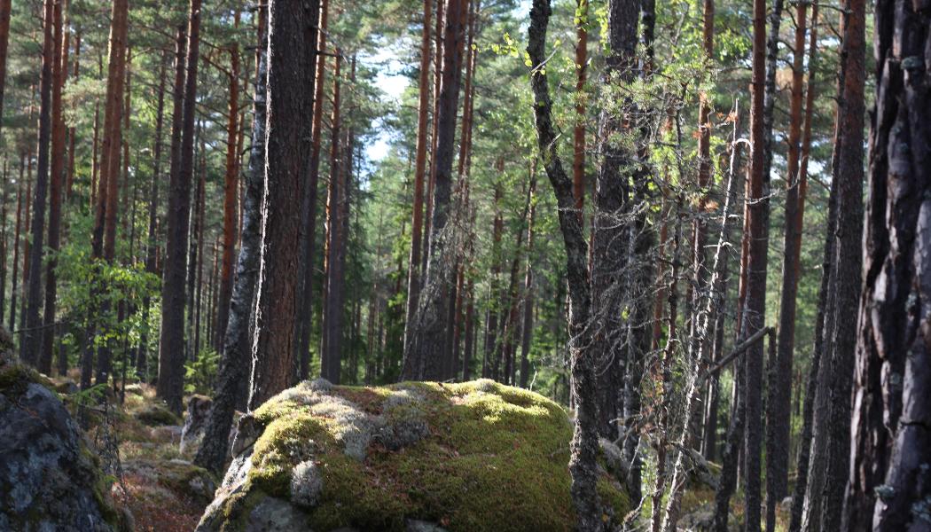 Metsä Group’s pulp and sawmill business Metsä Fibre produces not only pulp and sawn timber but also other bioproducts such as biochemicals and bioenergy. 