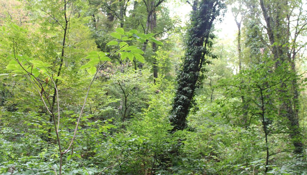 The updated standard aligns with regional, national, and local forest initiatives—from state-level climate resilience strategies to federal efforts to address wildfire risk, biodiversity loss, and sustainable rural economies.