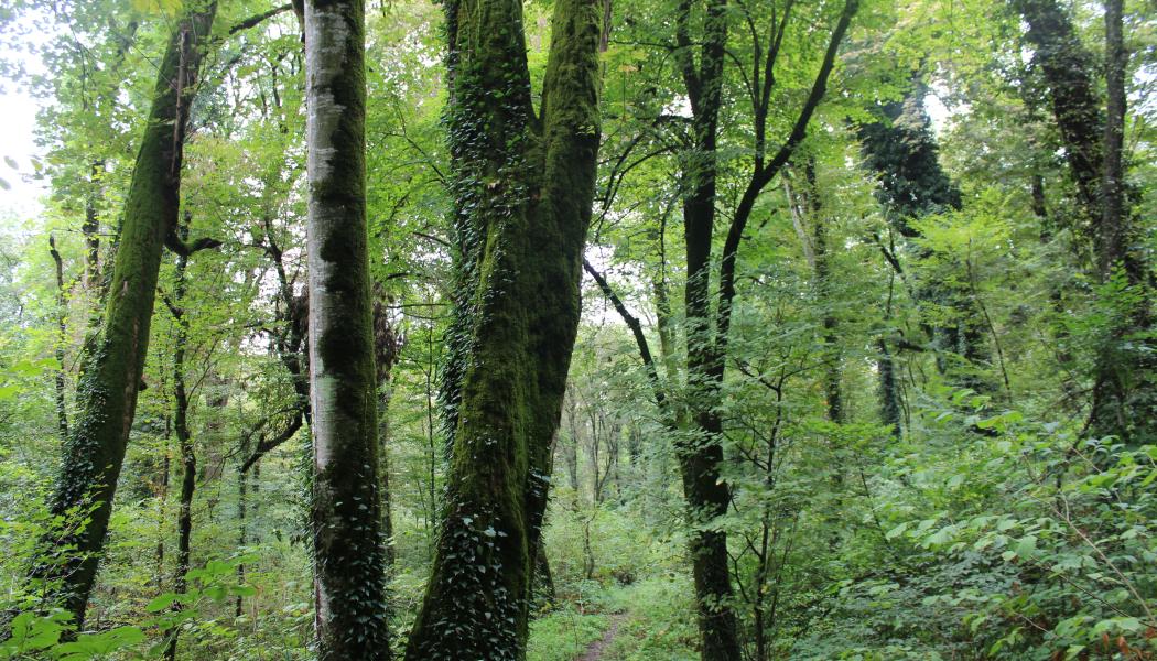 Over the coming years, GreenFirst plans to establish itself as a top-quartile lumber producer in North America. 