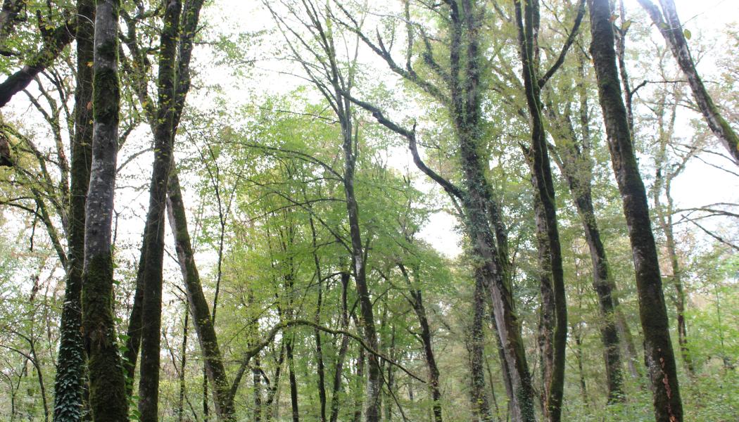 International Paper has restored 1 million acres of ecologically significant forestland.