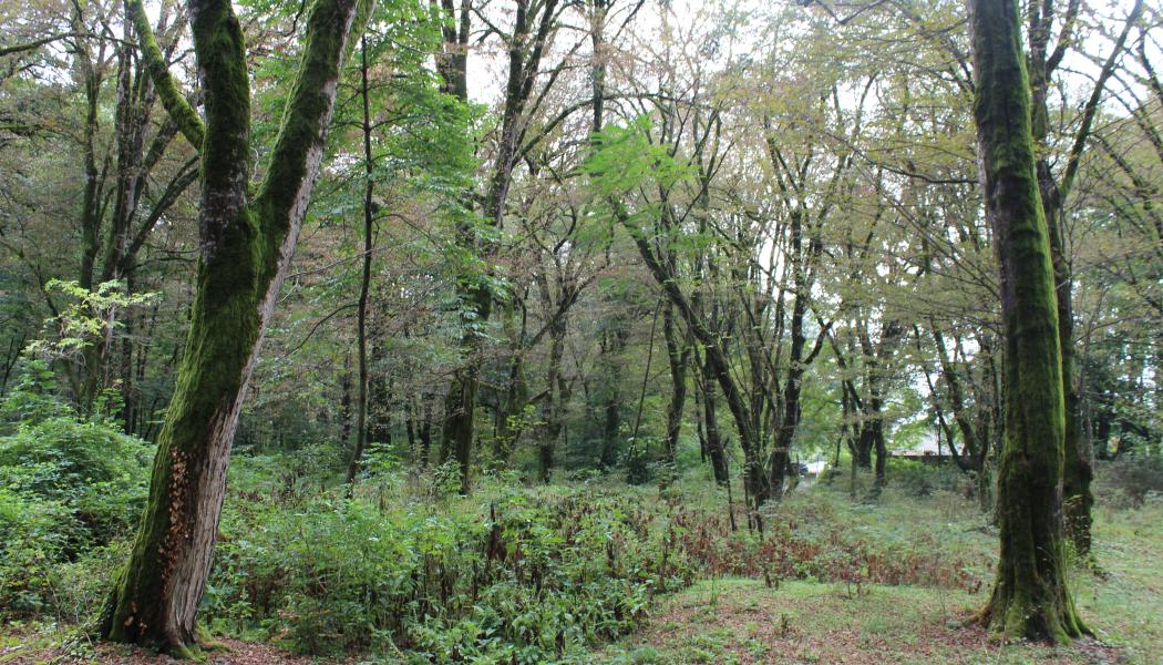 By extending the validity of Forest Stewardship Standards, this initiative aims to mitigate and prevent the risk of non-conformance with Forest Management requirements by certificate holders.